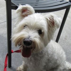 Meet your Posher, Elizabeth